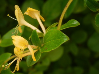 P5280163.JPG